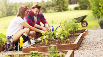 Young couple planting vegetables into the soil of a garden bed.  A wheel barrow is off to their right.